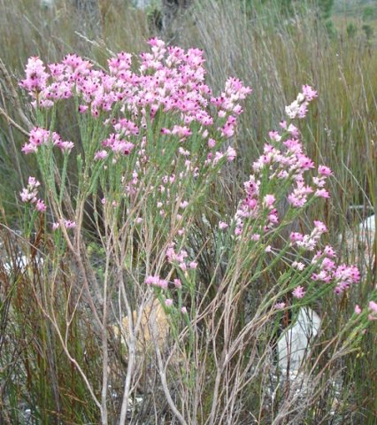 Erica articularis slender bush